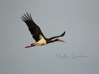 Zwarte Ooievaar [Ciconia nigra]